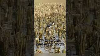 Download lagu Starling in the rice fields #starling #rarebird mp3 Download lagu Starling in the rice fields #starling #rarebird mp3