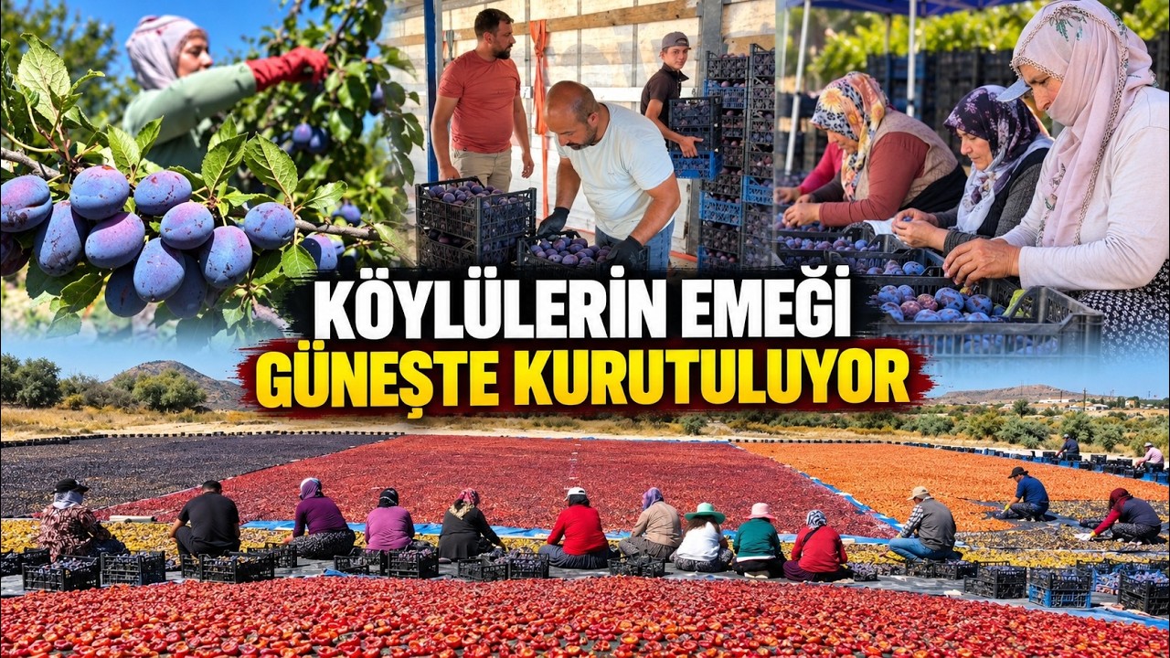 Köylüler 1.500 tonun üzerindeki eriği kurutarak gelir sağlıyor