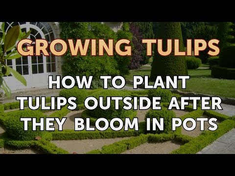 How to Plant Tulips Outside After They Bloom in Pots
