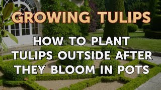 How to Plant Tulips Outside After They Bloom in Pots