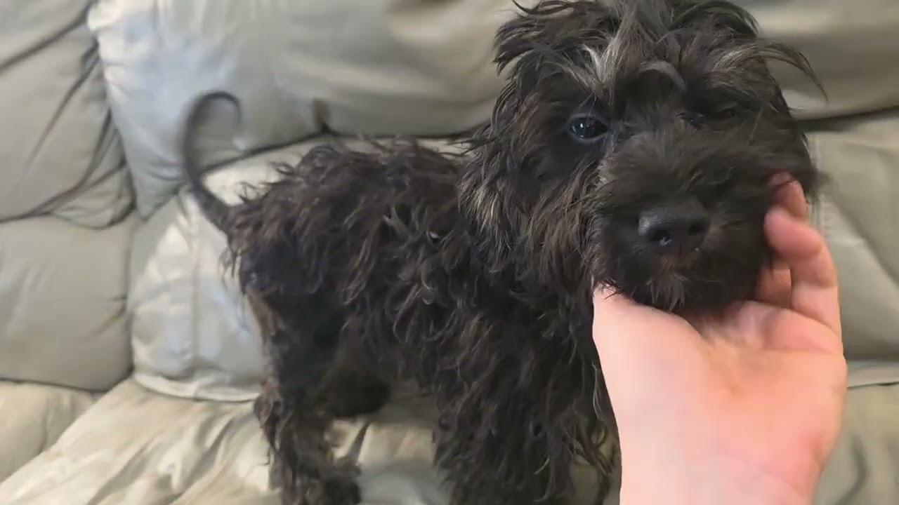 Enlarge Coal, a Adoptable mixed breed in Manvel, TX video 6/6
