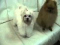 Beautiful Teacup Maltese 8 Month Old For Sale Ms ...