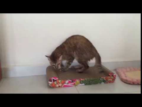 Singapore Cat just had her bath and looking sexy!