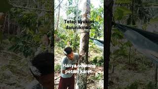 Download lagu hanya seorang petani karet yang tak levelmu#petanikaret #pohonkaret mp3 Download lagu hanya seorang petani karet yang tak levelmu#petanikaret #pohonkaret mp3