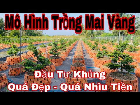 MÔ HÌNH TRỒNG MAI VÀNG BẰNG BẦU ƯƠM V6 TRỒNG MAI VỚI HIỆU QUẢ KINH TẾ CAO YouTube #15 MÔ HÌNH TRỒNG MAI VÀNG BẰNG BẦU ƯƠM V6 TRỒNG MAI VỚI HIỆU QUẢ KINH TẾ CAO YouTube