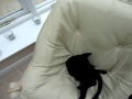 Berikut Cute Black Siamese cat plays with string , Video Black Siamese Cat Traits paling update!