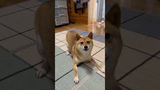 カメラを向けると暴れる豆柴 #shibainu #柴犬 #犬のいる暮らし #cute #魂