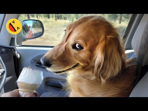 Try Not To Laugh Dogs And Cats 😁 - Best Funniest Animals Video 2023