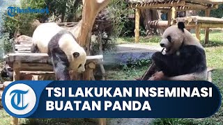 Bogor Hari Ini: Rayakan 5 Tahun Panda di Indonesia, TSI Inseminasi Buatan Cai Tao dan Hu Chu