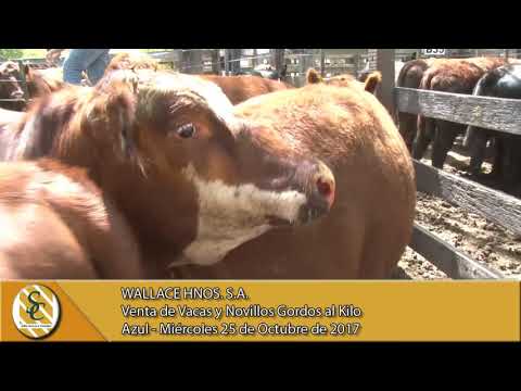 25-10-17 Venta de Hacienda al Kilo - Wallace Hnos. S.A. - Azul