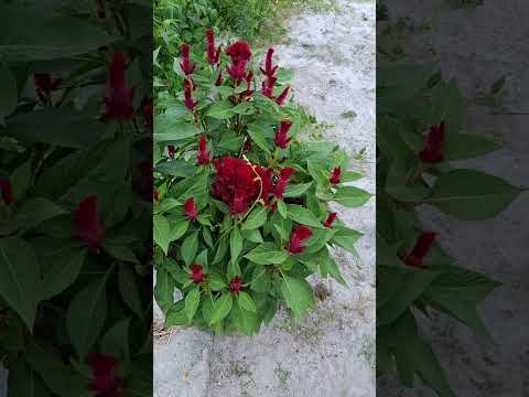 Floral da esposa do meu irmão | Ouro Branco-AL