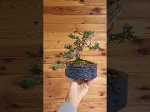 Juniper Bonsai from Nursery Stock