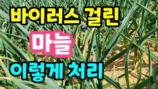 마늘재배 병충해 방제보다 예방이 중요합니다. 마늘의 병과 바이러스 구별방법