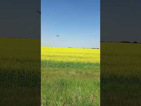 Canola Field.