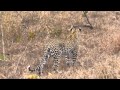 Viewing A Leopard And Her Cubs Savanna Plus 2014