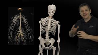 Aging Posture ( Bad Posture )