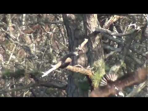 Ospreys Fight Over Fish
