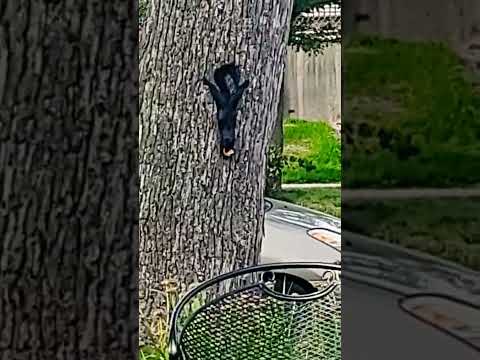 tribute to the tree dwellers.