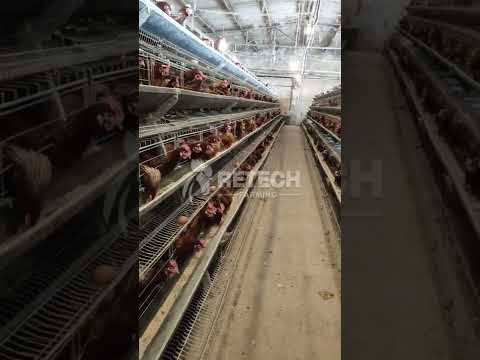 , title : '20000 birds layer hen farm poultry commercial egg production business - RETECH Farming'