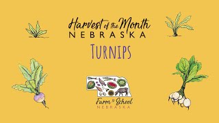 Harvest of the Month: Turnips