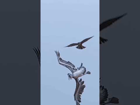 Fastest Peregrine Falcon Attack on a Pelican #peregrinefalcon #pelicans #trending #shorts