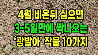 4월 비온뒤 심으면 3~5일만에 싹나오는 광발아 작물 10가지