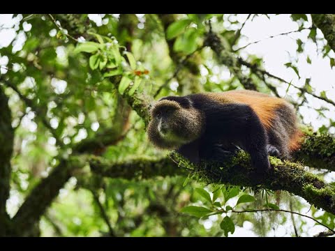 Track the rare Golden Monkey at Mount Gahinga Lodge