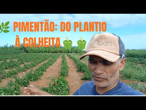      🌱 Plantio de Pimentão em Baraúna, Rio Grande do Norte    🫑    