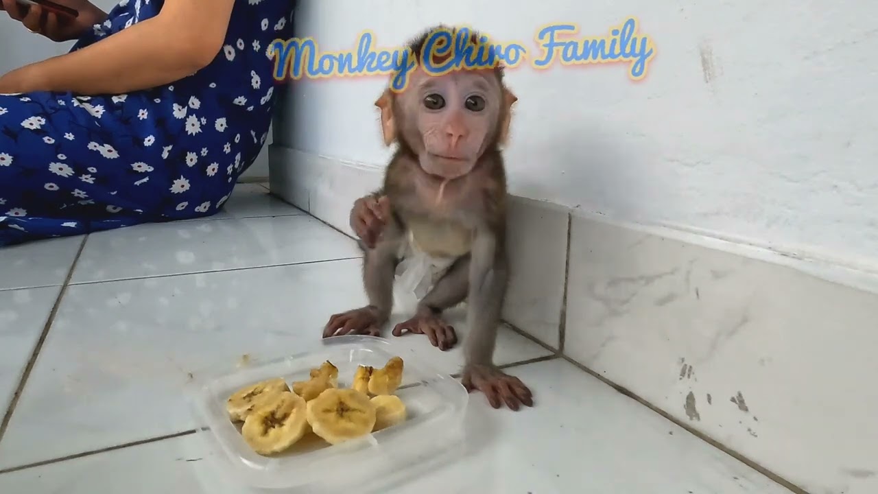 Baby Monkey Chiro Breakfast With Sweet Banana 🍌🍌
