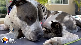 Even the Gentlest Pittie Dad Needs to Get Away From the Kids Sometimes | The Dodo