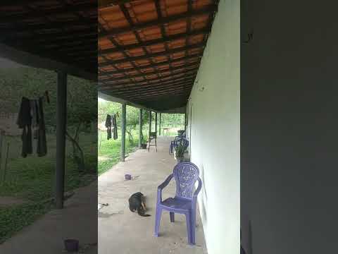 sítio dos meus avós,em Presidente Sarney  Ma.