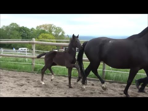 *2019 Hengst von Livaldon - Dancier