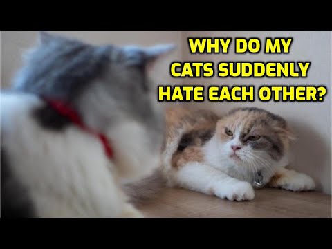 Why Is My Cat Suddenly Afraid Of My Other Cat?