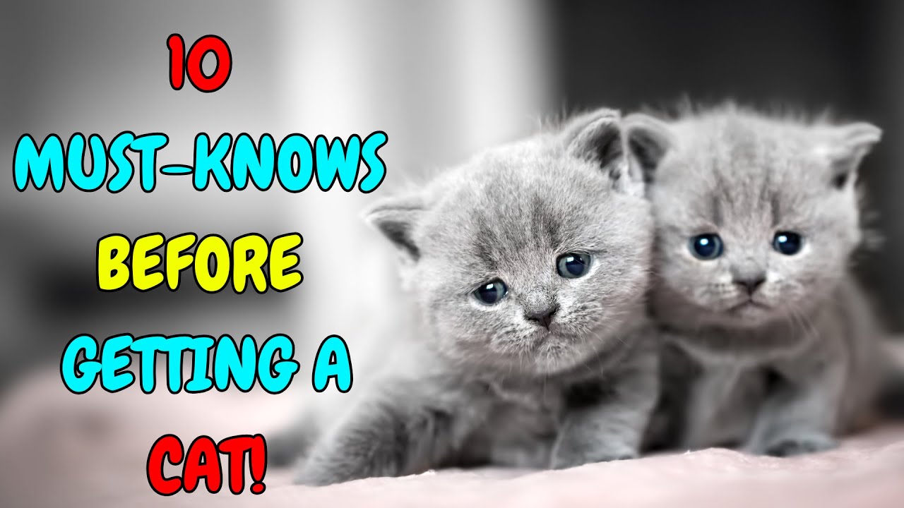 10 THINGS TO KNOW BEFORE GETTING A CAT