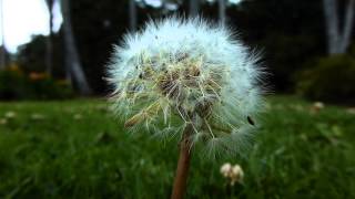 #7755, Flore de diente de león [Raw], Plantas y flores