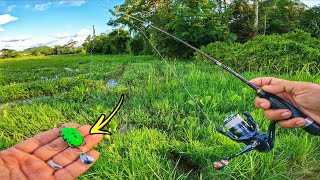 Download lagu Tak Sangka Ada HARUAN BESAR Dalam Sawah Bendang!! mp3