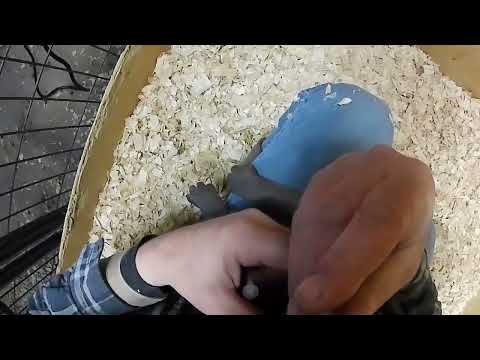 Weimaraner litter of 9 at 6wks old