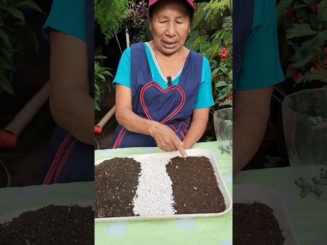 Vídeo relacionado con Flower - Sustrato para Cactus y Crasas 5 L | Drenaje y Aireación | con Áridos y Piedra Volcánica | con Abono y Magnesio | Favorece la Oxigenación Radicular