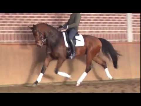 For sale:"Figaro" 4y. westfalian gelding,v. Franziskus - vm.Levantos