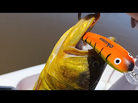 Pesca de Dorados con señuelos en Concepción del Uruguay.