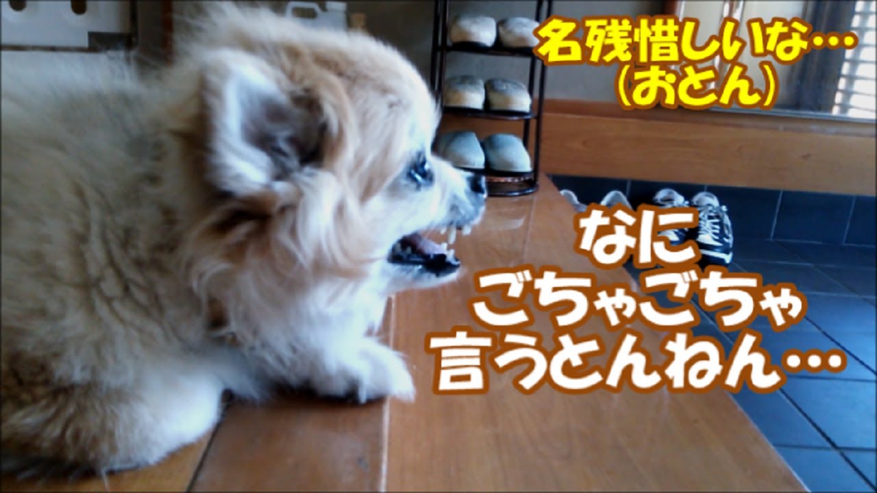 コタ､オトンとしばしのお別れ&仲良しタイムはもぉ終わっとんねん…