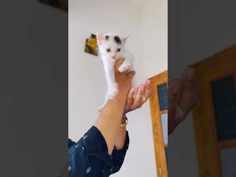 Our mahendra bahubali.....  #trending #shortvideo #cat #cute #