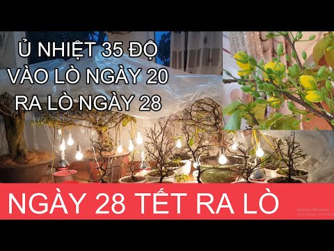 🔴 QBS2110 - Apricot tree incubated on day 20, released on day 28 with surprising results || Apric...