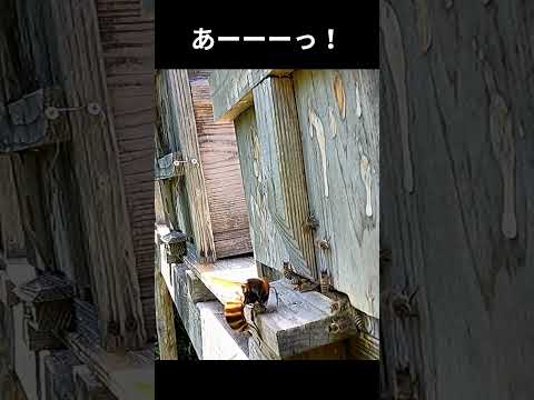 ミツバチの言語 トピックス