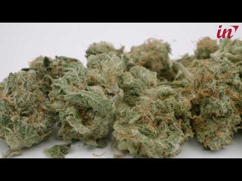 Droga e piantine a casa, arrestato 51enne