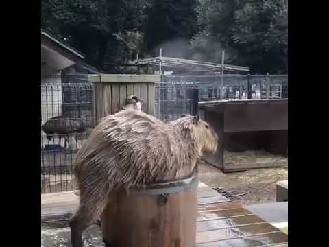 Капиба́ра наслаждается жизнью. Capybara enjoys life.