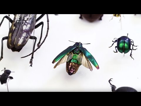 download lagu mp3 mp4 Effervescence Jewel Fabric, download lagu Effervescence Jewel Fabric gratis, unduh video klip Effervescence Jewel Fabric