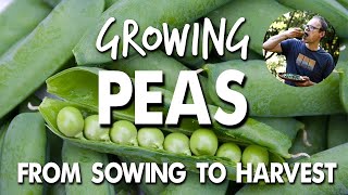 Growing Peas From Sowing to Harvest 💚