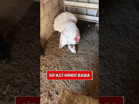 Şifacı hindi baba Gulu Gulu tavuğu tedavi ediyor