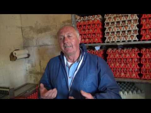 Milbenbekämpfung bei Bio-Legehennen mit Cumbasil® Mite